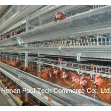 H Frame Battery Cage for Layer Farm